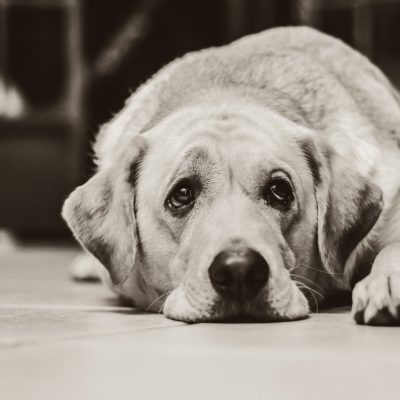 Older dogs have certain conditions that can causes lethargy