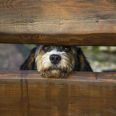 Wet dog noses help them scent the world around them