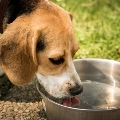 Dehydration can lead to a dry nose - always provide plenty of fresh water
