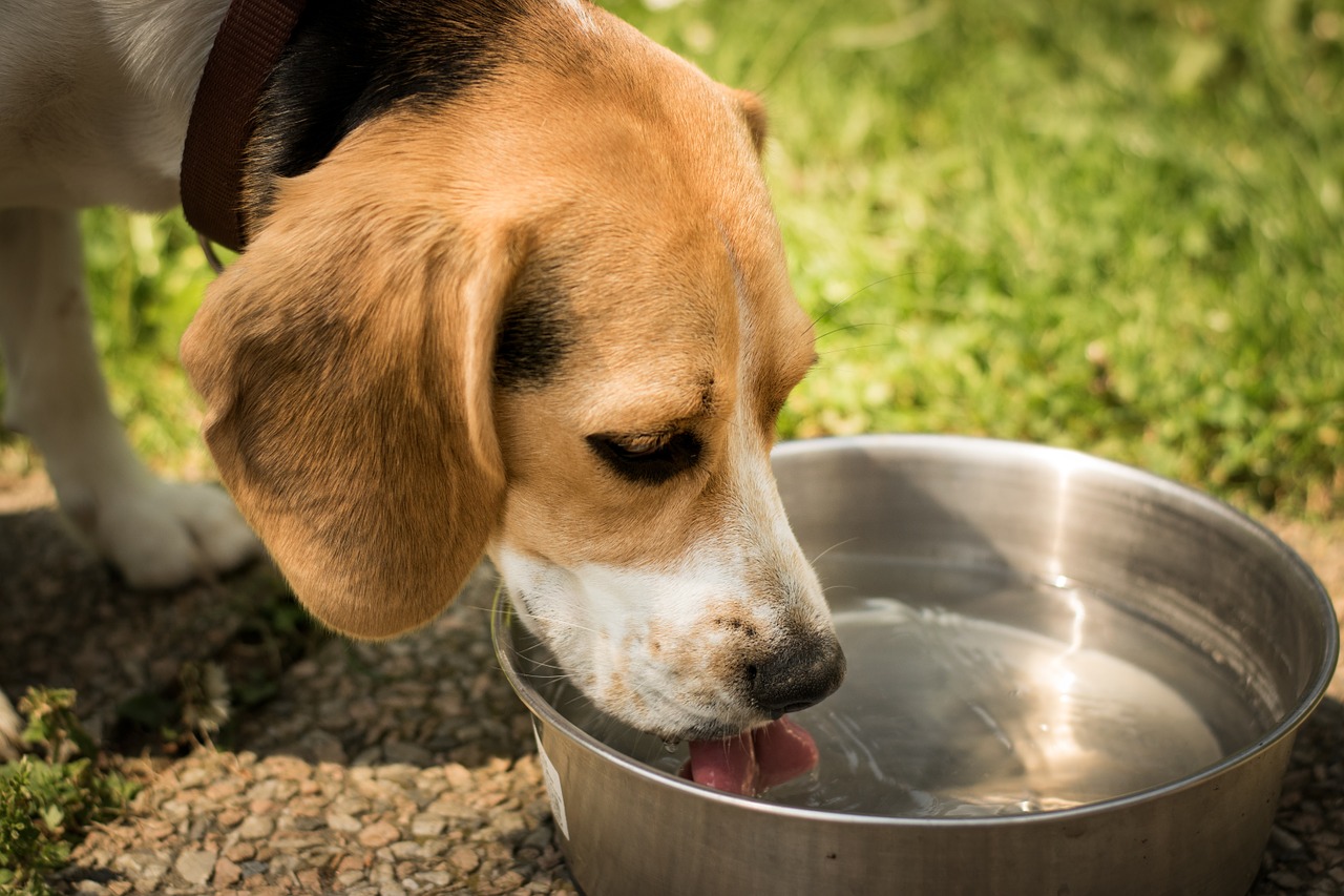 Dehydration can lead to a dry nose - always provide plenty of fresh water
