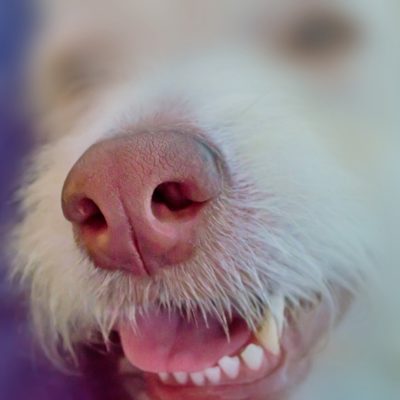 Sunburn can result in a dry dog nose - monitor pale or pink noses in the sun