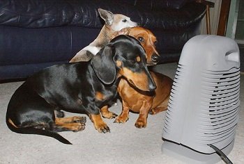 Your dog's nose will get dry sitting in front of heaters