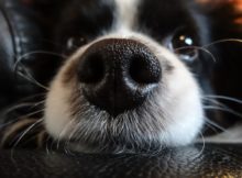 My dog's nose is dry what should I do