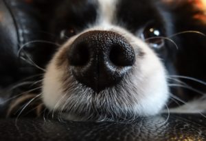 My dog's nose is dry