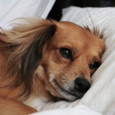 Is your dog sleeping more, or are they lethargic?