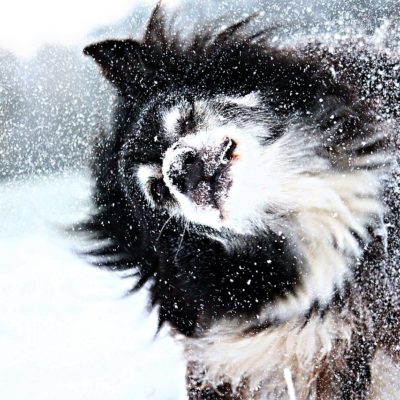 Winter will give your dog a dry nose