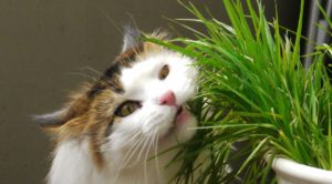 Cat grass is a cat-friendly plant