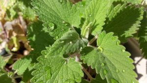 Catnip may or may not be safe for your cat to chew on