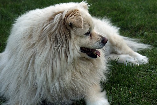 Holistic dog food leads to healthier coat