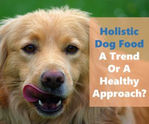 Holistic dog food is a new trend in canine nutrition