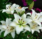 LIlies are not cat friendly flowers