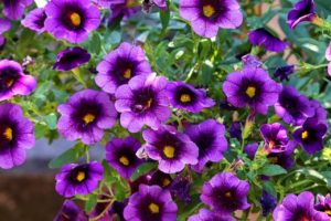 Petunias are cat-friendly flowers you can keep in your garden