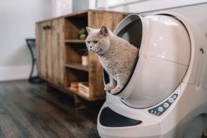 Automatic litter boxes make this stinky chore easier to manage