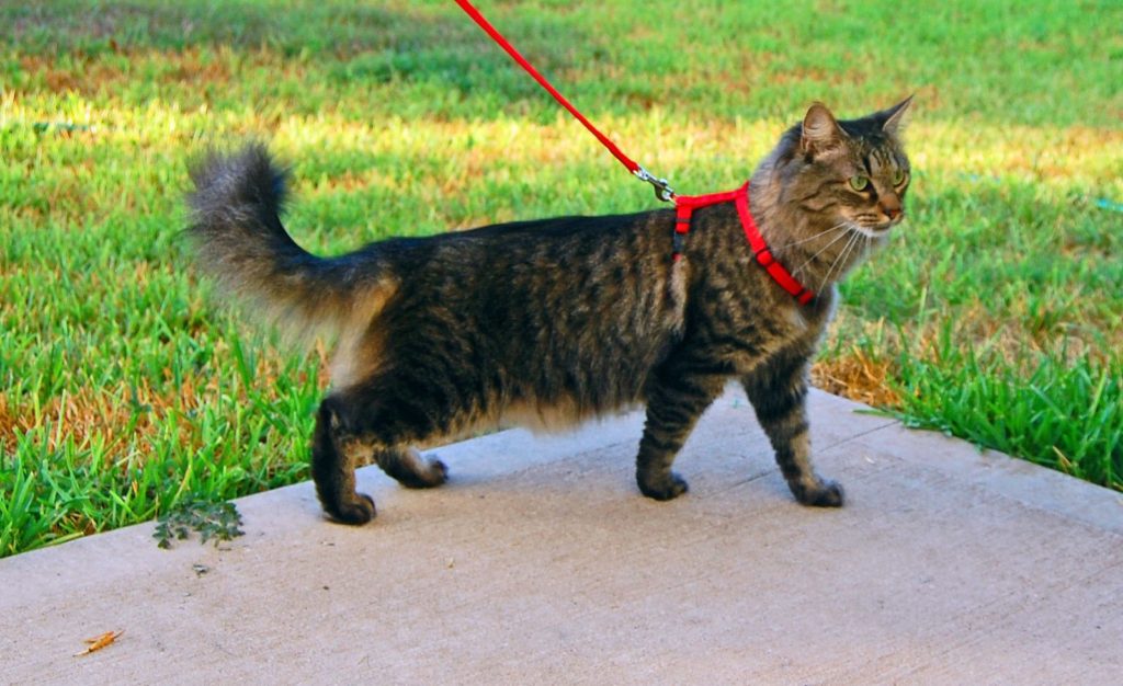 Walking a cat on a leash is one of the most practical cat tricks