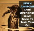 Seven ways to train your cat
