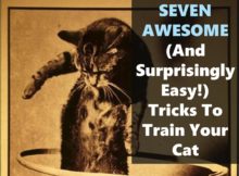 Seven ways to train your cat