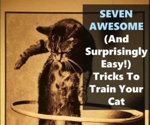 Seven easy cat tricks to teach your cat
