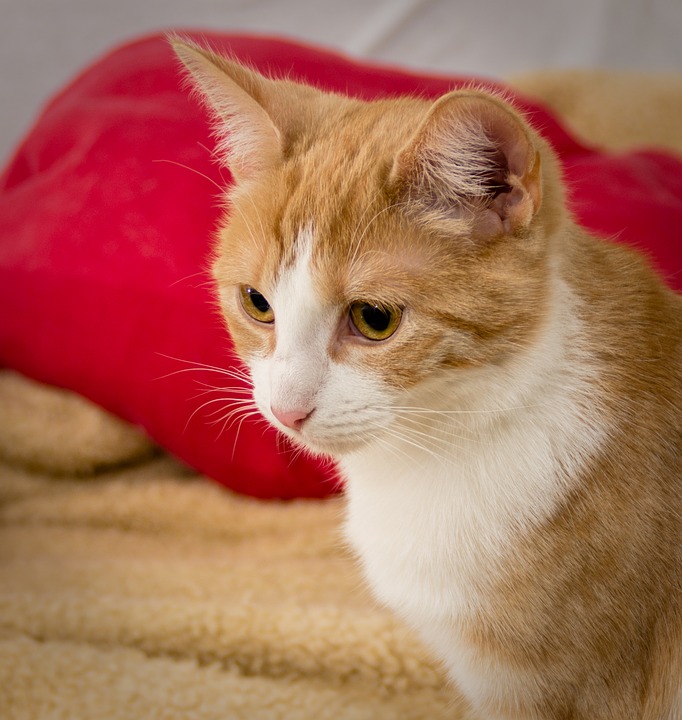 "Sit" is one of the easiest cat tricks to teach