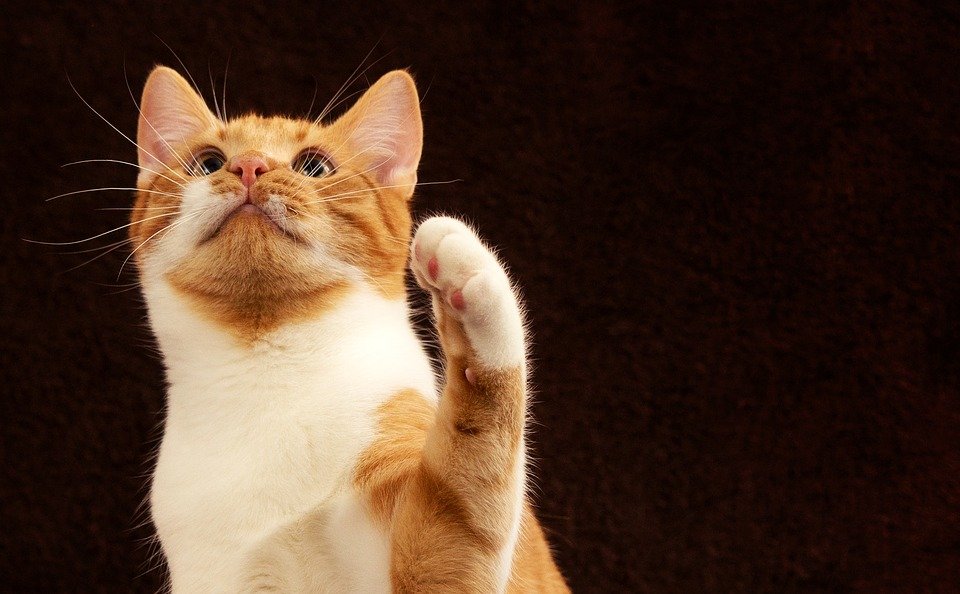 The feline "high five" looks impressive but requires patience to train