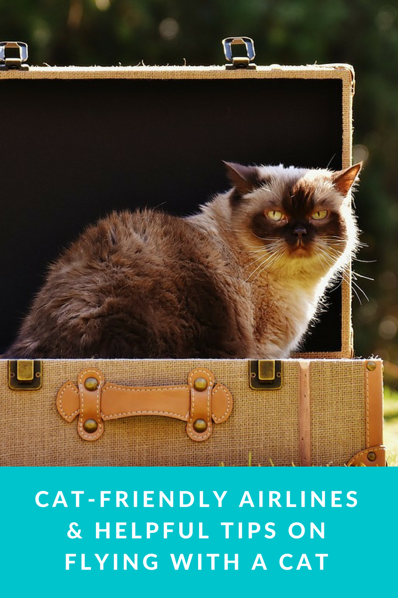 CatFriendly Airlines & Helpful Tips For Flying With a Cat