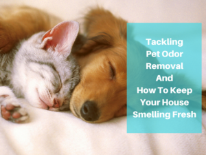 Pet odor removal is important to many pet owners