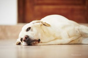 Lethargic Labrador Retriever - common symptom of NSAID toxicity