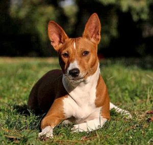 With cat-like grooming habits, Basenji are one of the best dog breeds for people with allergies