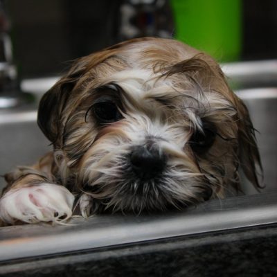 Pet odor removal includes regular baths