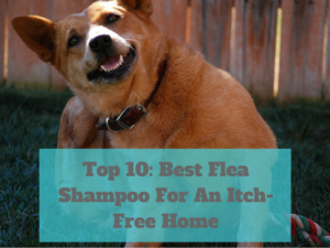 The best flea shampoos will combat all of the itchy pests