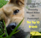 pet friendly weed killer