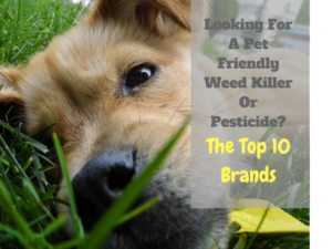 pet friendly weed killer