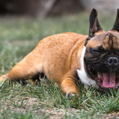 Sleepiness is common with CBD oil for dogs