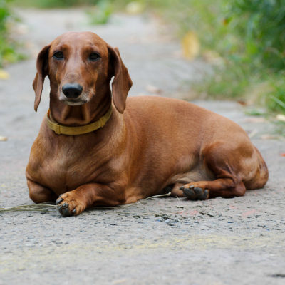 three anal doxies playing with big toys