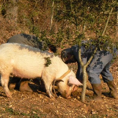 Truffle pigs used to perform the task