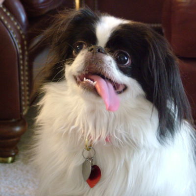 Best Small Dogs - Japanese Chin