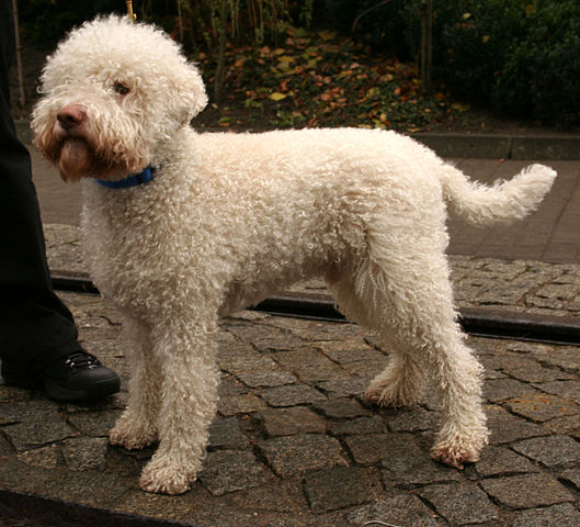 Lagotto Romagnoloor Truffle Dog