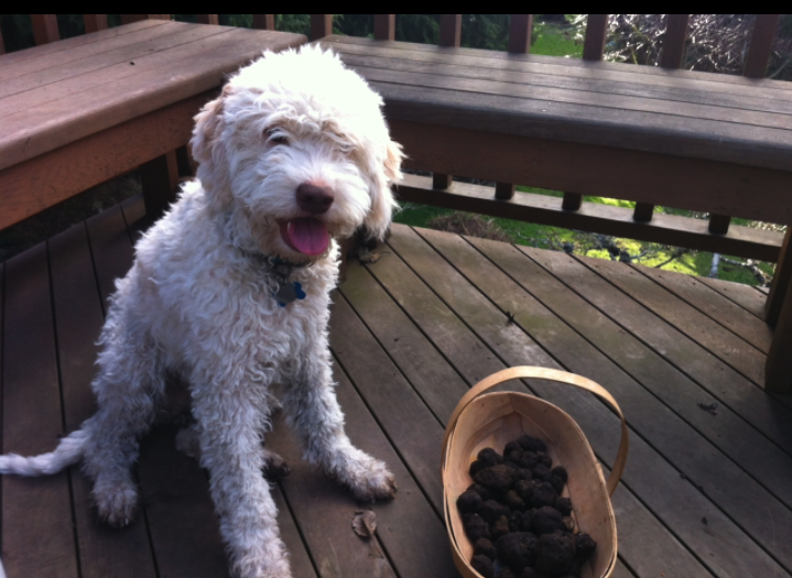 Truffle dogs are tops at finding this prize ingredient