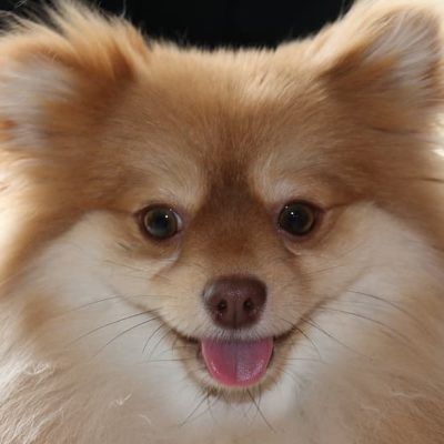 Best Small Dogs - Pomeranian Puppy