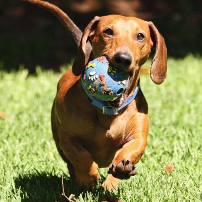 Dachshunds worked as badger hunters originally