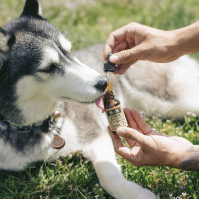 CBD oil for dogs is a popular new therapy