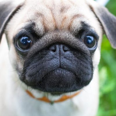 Pugs have large, bulging eyes