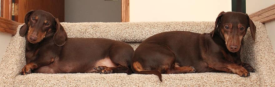 Dachshunds