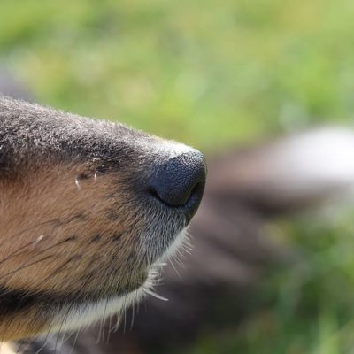 Truffle dogs have keen senses of smell