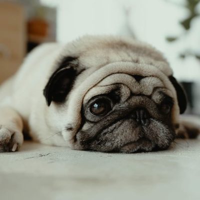 A Pug isn't very active