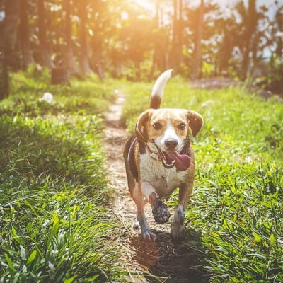 Shock collars aren't necessary for all dogs