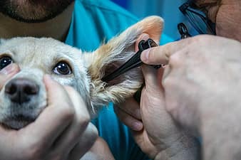 Regular vet visits are also part of ear health