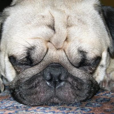 Pug lifespan is impacted by the shape of their skull