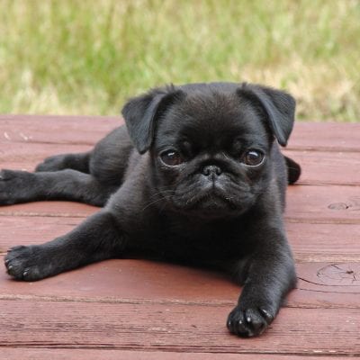 Pugs may have descended from Mastiffs
