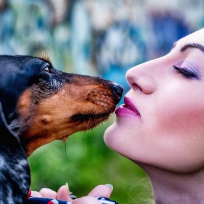 Dachshund temperament includes loyalty