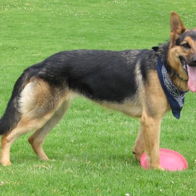 German Shepherds are one of the best service dogs